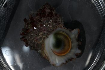 Media type: image;   Malacology 393771 Description: live specimen;